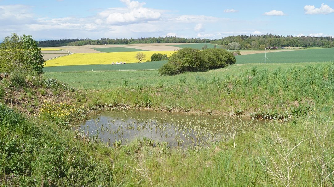 Weiher am Rand der Piste, in dem zahlreiche Laubfrösche leben