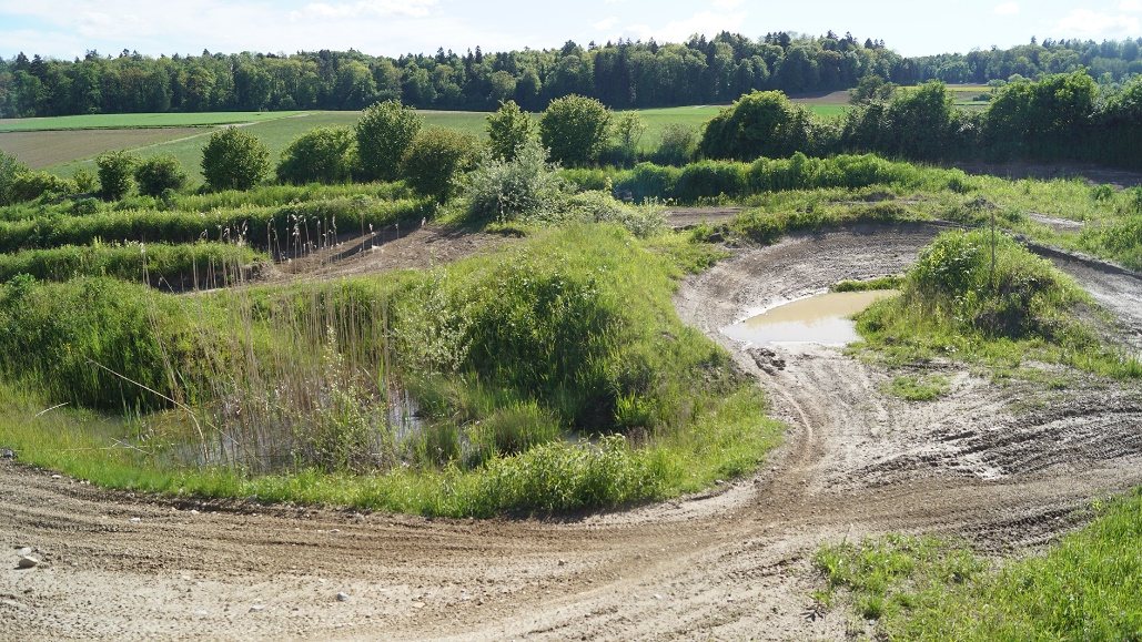 Schilf und offene Wasserflächen zwischen den Fahrbereichen der Anlage Schlatt